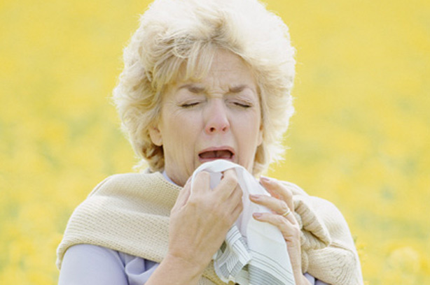 Adult Hayfever