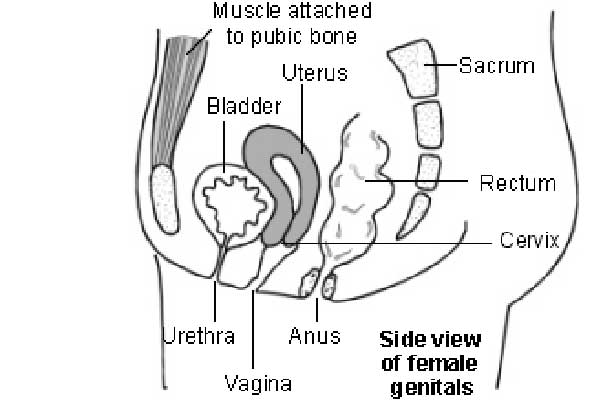 What Is Urethritis