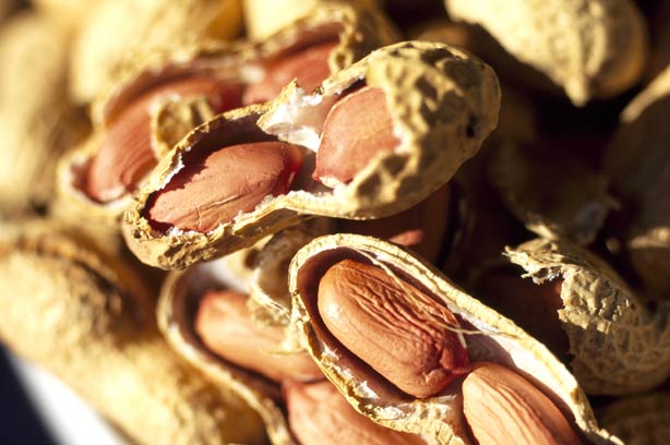 Immunity quiz peanuts
