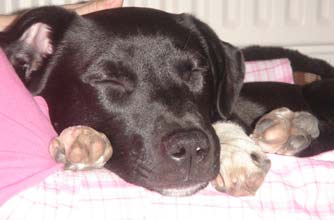 Think your pet's better than this one?