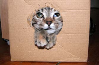 Think your pet's better than this one?