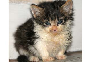 Think your pet's better than this one?