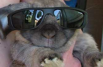 Think your pet's better than this one?