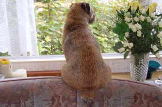 Think your pet's better than this one?