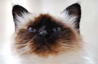 Think your pet's better than this one?