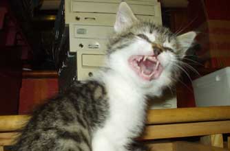 Think your pet's better than this one?