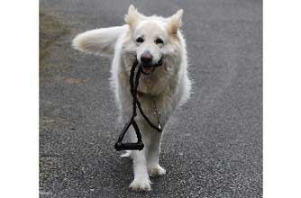 Think your pet's better than this one?