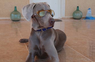 Think your pet's better than this one?