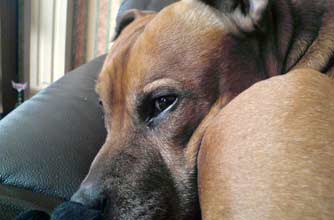 Think your pet's better than this one?