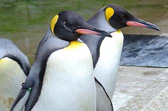 Penguins at Whipsnade Zoo