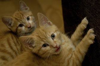 Think your pet's better than this one?