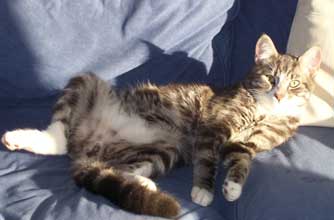 Think your pet's better than this one?