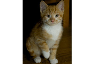 Think your pet's better than this one?
