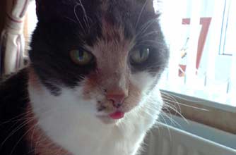 Think your pet's better than this one?