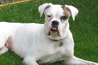 Think your pet's better than this one?