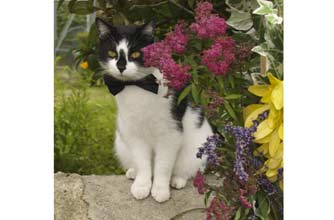 Think your pet's better then this lot?