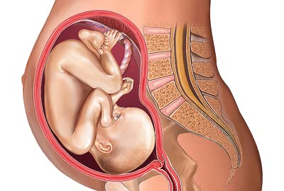Illustration of a 28 week old foetus