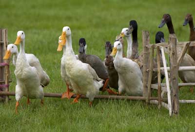 Ducks in animal show Ducks in animal show