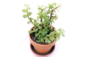 Pot plant Pot plant