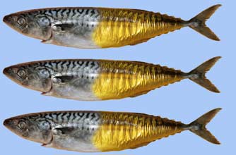 Mackerel_rex Mackerel_rex