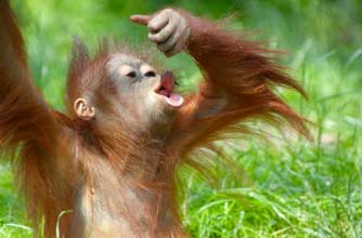 Baby orangutang_istock