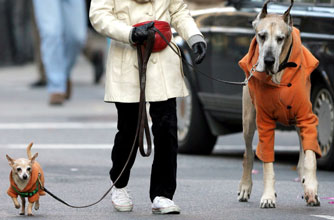 Great Dane and Chihuahua Great Dane and Chihuahua
