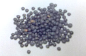 Lentils - the size of Anna's baby