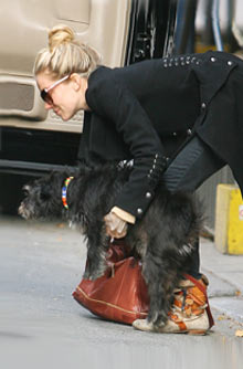 Celebrity pets Celebrity pets