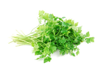parlsey herb parlsey herb