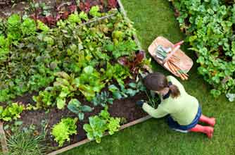 woman doing gardening woman doing gardening