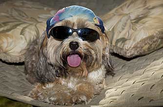 funny animals, funny animal pics, animal pics, dog, dog sunnies, sunglasses funny animals, funny animal pics, animal pics, dog, dog sunnies, sunglasses