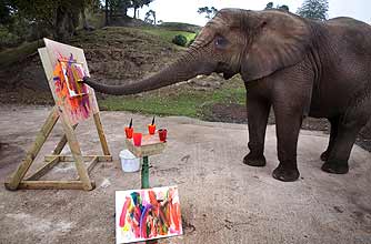 funny animals, funny animal pics, animal pics, painting, elephant funny animals, funny animal pics, animal pics, painting, elephant