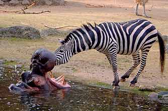 funny animals, funny animal pics, animal pics, zebra, hippo, funny animals, funny animal pics, animal pics, zebra, hippo,