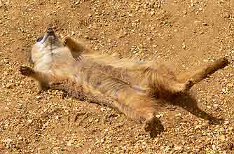 funny animals, funny animal pics, animal pics, meercat, relax, lie down funny animals, funny animal pics, animal pics, meercat, relax, lie down