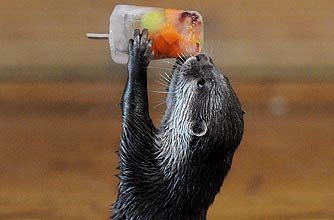 funny animals, funny animal pics, animal pics, otter, ice lolly funny animals, funny animal pics, animal pics, otter, ice lolly