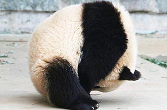 Funny Animals Pandas
