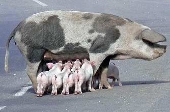 funny animals, funny animal pics, animal pics, pig, piglets, funny animals, funny animal pics, animal pics, pig, piglets,