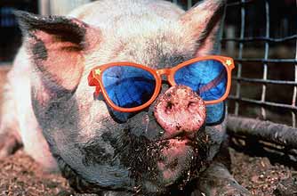 pig sunglasses