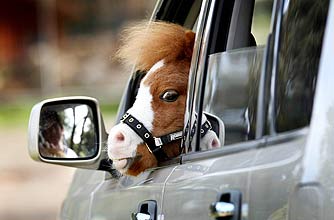 funny animals, funny animal pics, animal pics, horse funny animals, funny animal pics, animal pics, horse