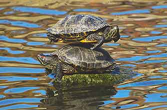 funny animals, funny animal pics, animal pics, turtles funny animals, funny animal pics, animal pics, turtles