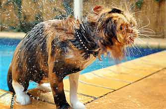 funny animals, funny animal pics, animal pics, cat, wet cat, water, funny animals, funny animal pics, animal pics, cat, wet cat, water,