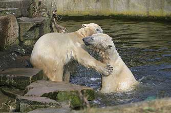 polar bear, cute animal, funny animal, polar bear, cute animal, funny animal,