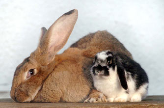 Funny animal pictures Funny animal pictures