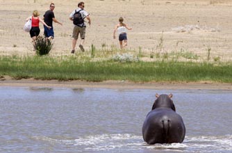 Funny Hippo