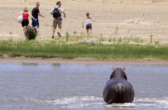 Hippo, funny animal picture, animal, animal pic, funny, Hippo, funny animal picture, animal, animal pic, funny,
