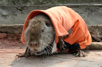 Coypu, funny animal picture, animal picture, funny, animal, Coypu, funny animal picture, animal picture, funny, animal,