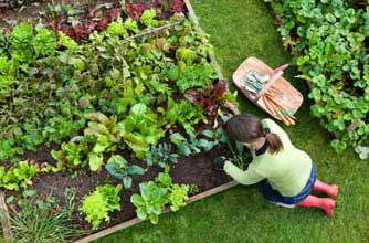 Woman gardening Woman gardening