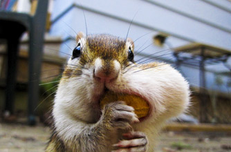 Chipmunk, funny animal picture Chipmunk, funny animal picture