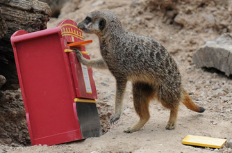 Meerkat, funnny animal picture Meerkat, funnny animal picture