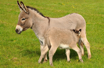Miniature donkey, donkey, funny animal pic, Miniature donkey, donkey, funny animal pic,